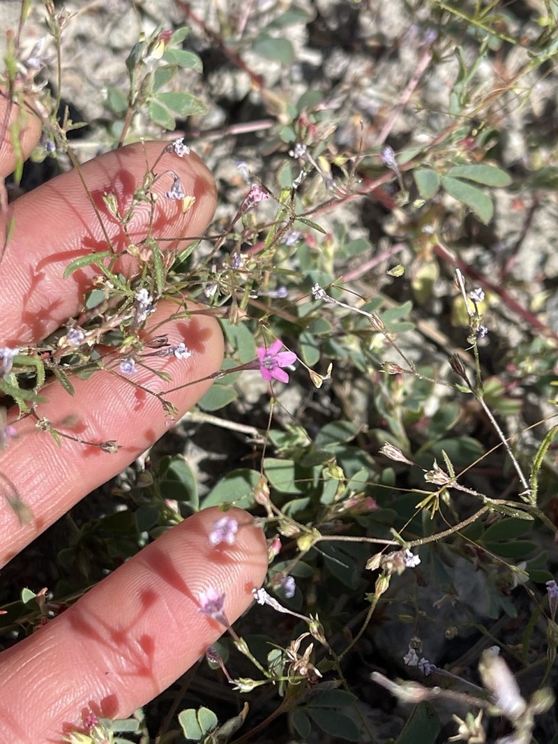 Navarretia linearifolia photo 4
