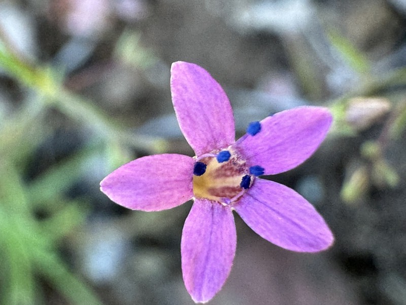 Navarretia linearifolia photo 6