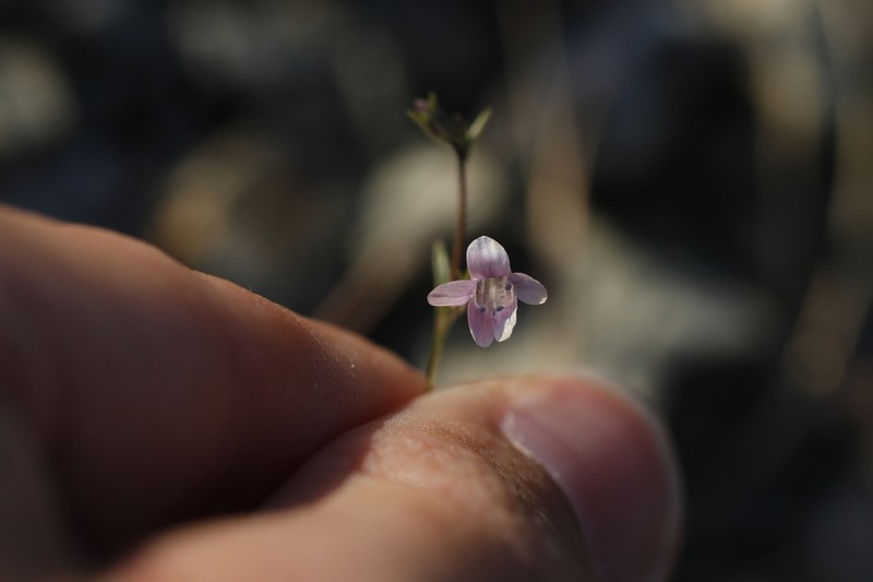 Navarretia linearifolia photo 8
