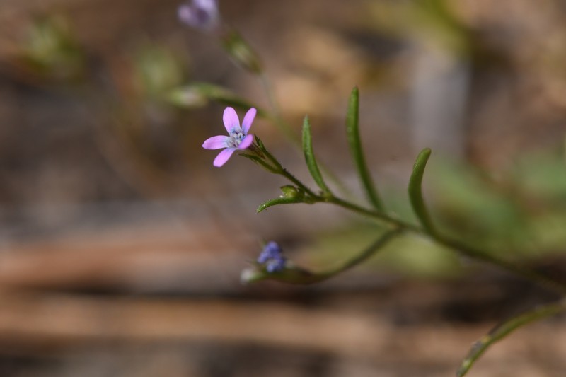 Navarretia linearifolia subsp. linearifolia