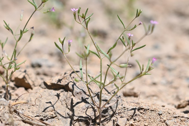 Navarretia linearifolia subsp. linearifolia photo 2