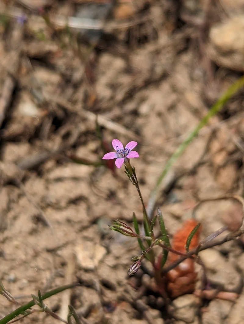 Navarretia linearifolia subsp. linearifolia photo 3