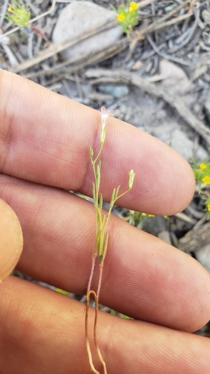 Navarretia linearifolia subsp. linearifolia photo 4
