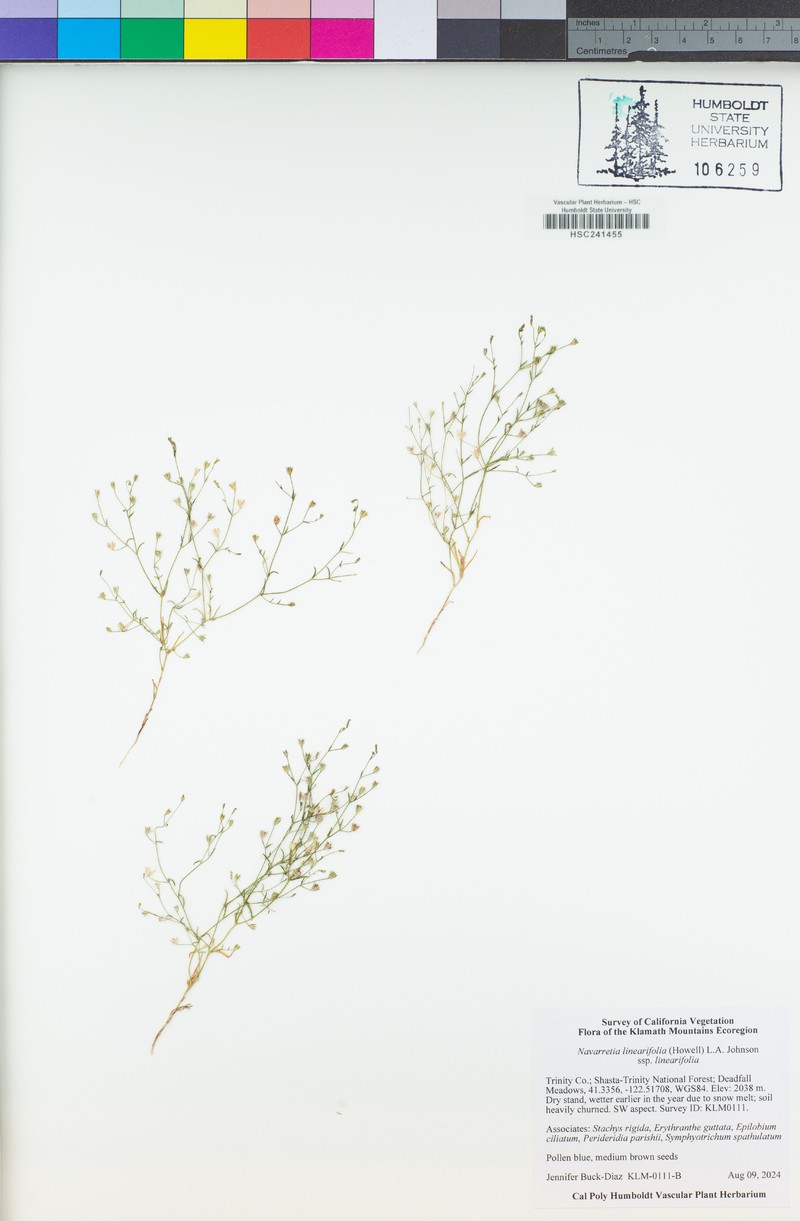 Navarretia linearifolia subsp. linearifolia photo 5