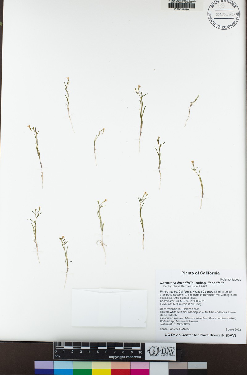 Navarretia linearifolia subsp. linearifolia photo 6