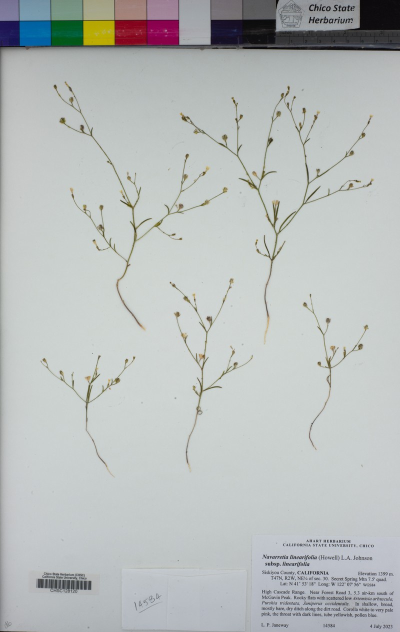 Navarretia linearifolia subsp. linearifolia photo 7