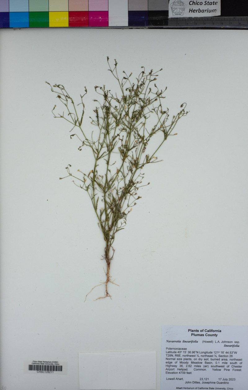 Navarretia linearifolia subsp. linearifolia photo 8