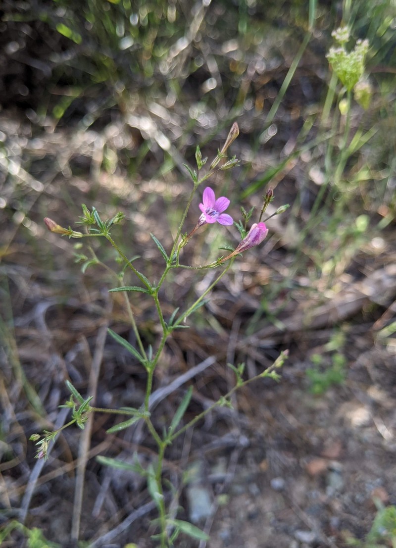 Navarretia linearifolia subsp. pinnatisecta photo 3