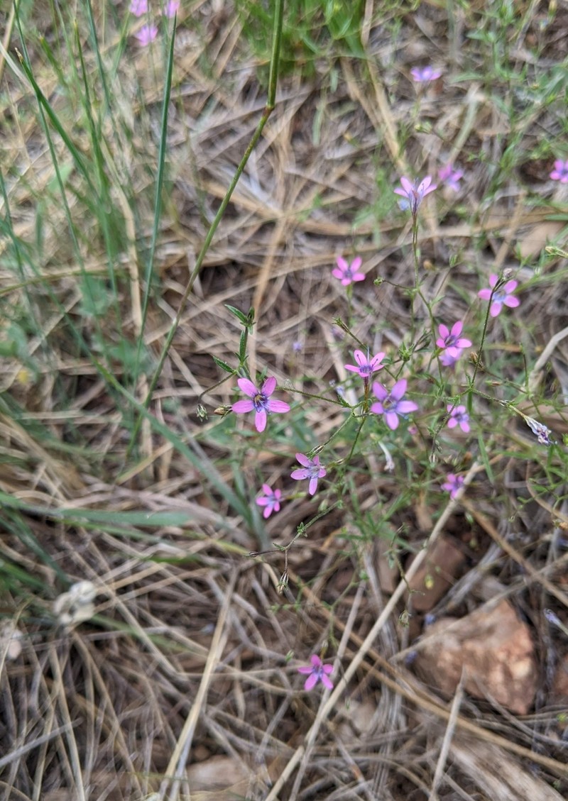 Navarretia linearifolia subsp. pinnatisecta photo 4