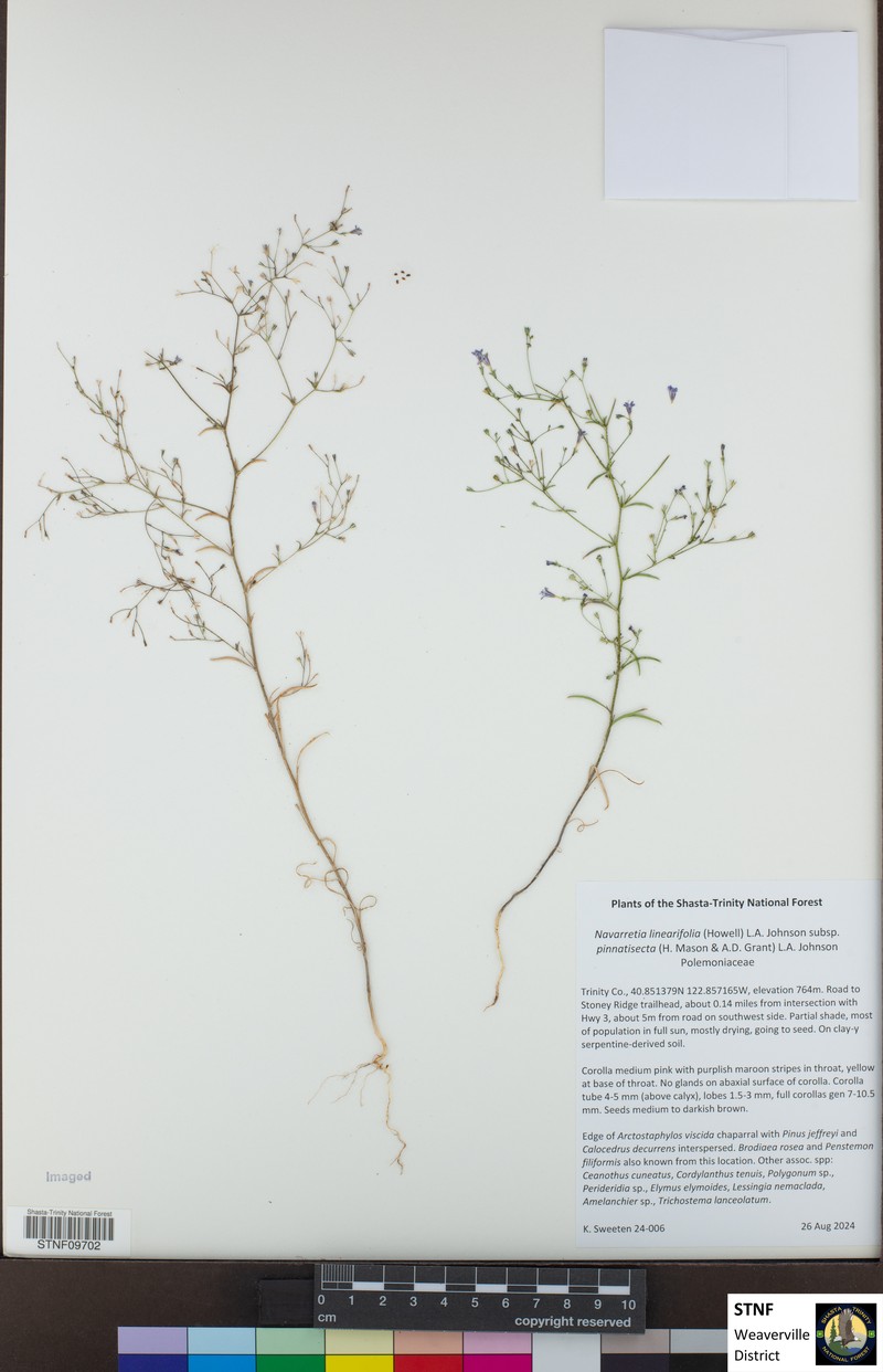 Navarretia linearifolia subsp. pinnatisecta photo 6