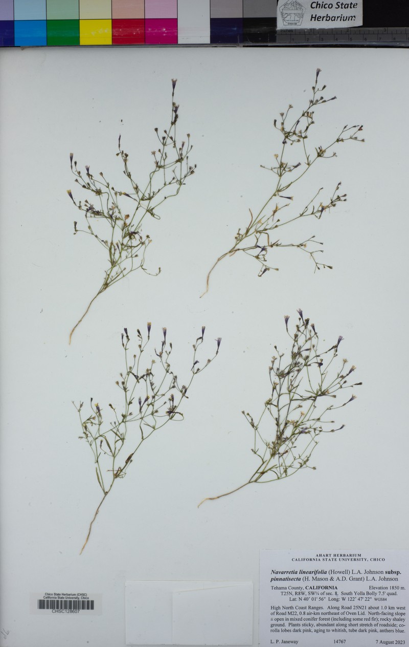 Navarretia linearifolia subsp. pinnatisecta photo 7