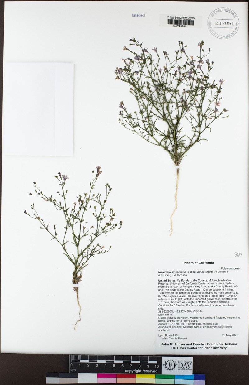 Navarretia linearifolia subsp. pinnatisecta photo 8