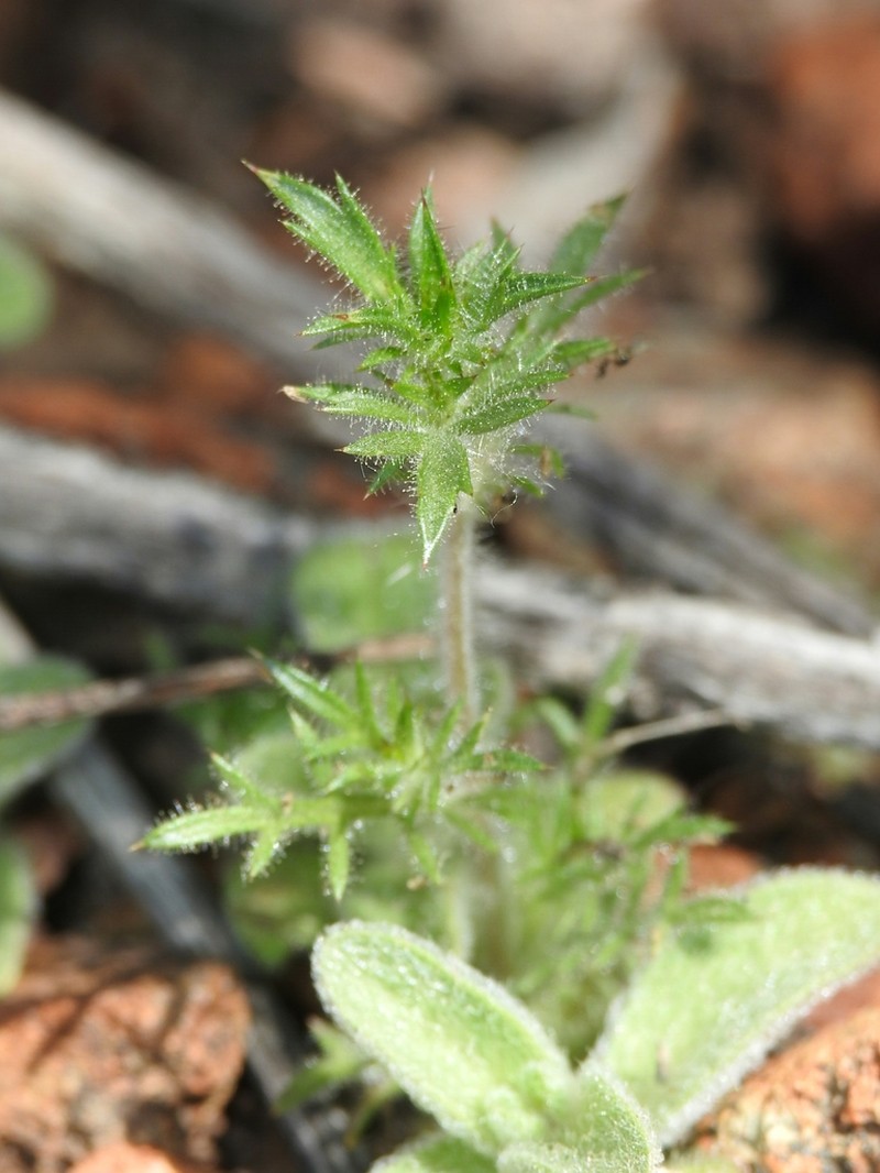 Honeyscented Pincushionplant photo 4