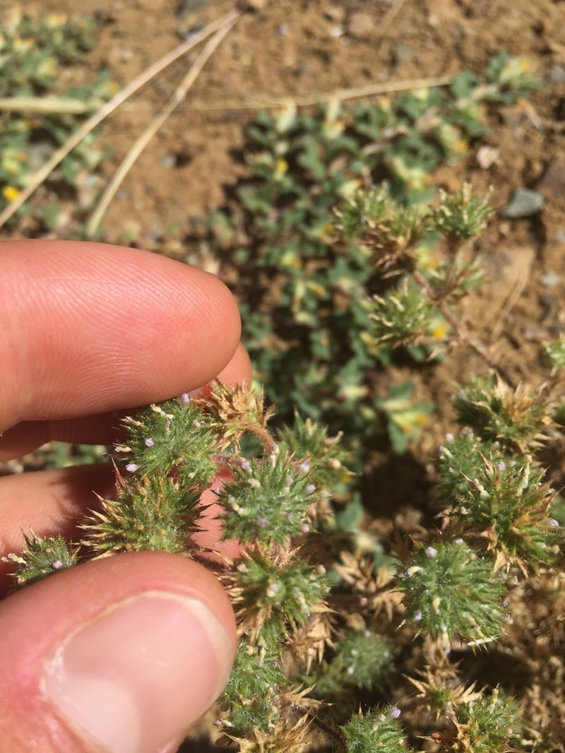 Honeyscented Pincushionplant photo 5