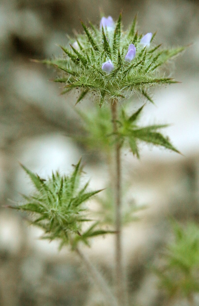 Honeyscented Pincushionplant photo 6