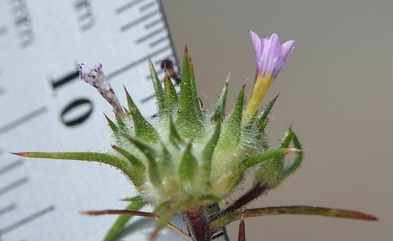 Navarretia miwukensis