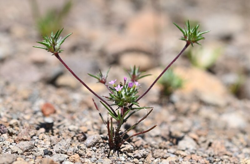 Navarretia miwukensis photo 2