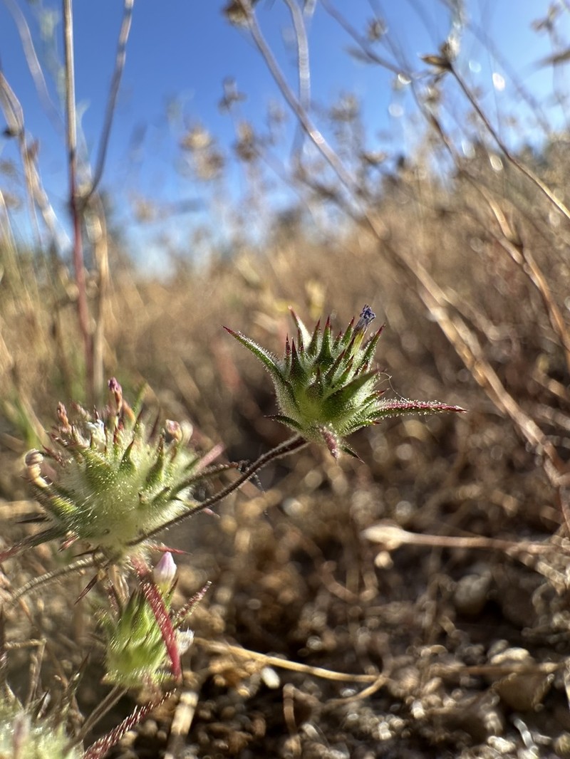 Navarretia miwukensis photo 3