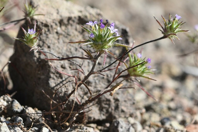 Navarretia miwukensis photo 4