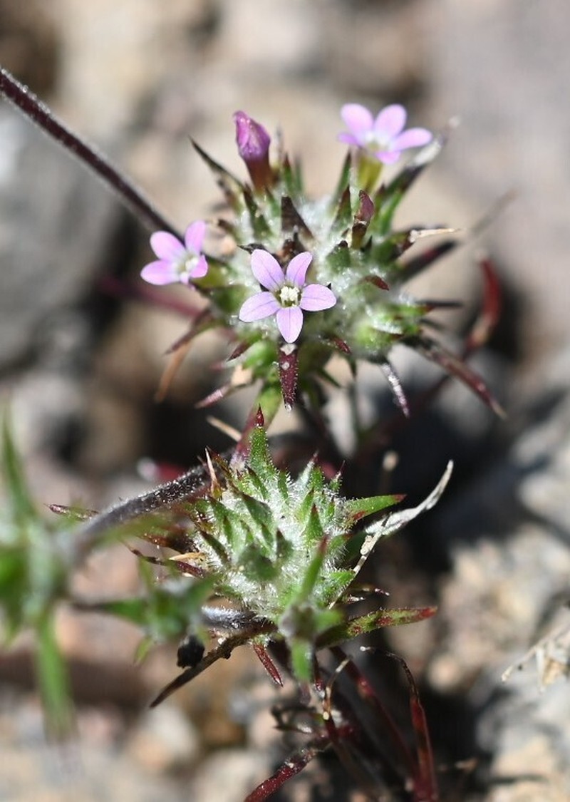 Navarretia miwukensis photo 5
