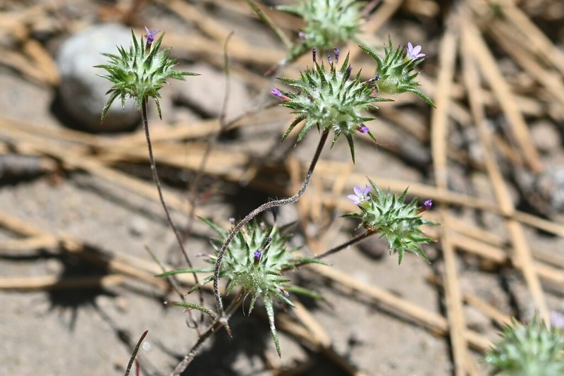 Navarretia miwukensis photo 6