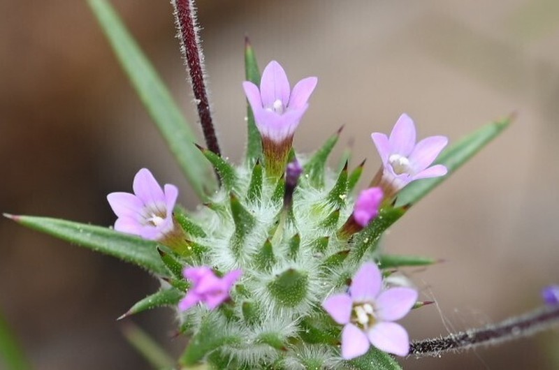 Navarretia miwukensis photo 7
