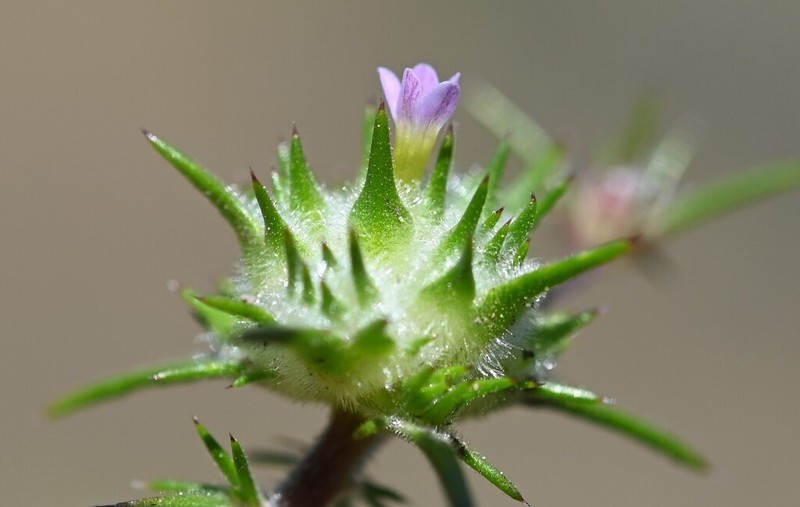 Navarretia miwukensis photo 8