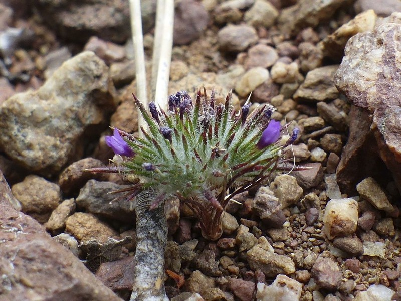 Navarretia modocensis