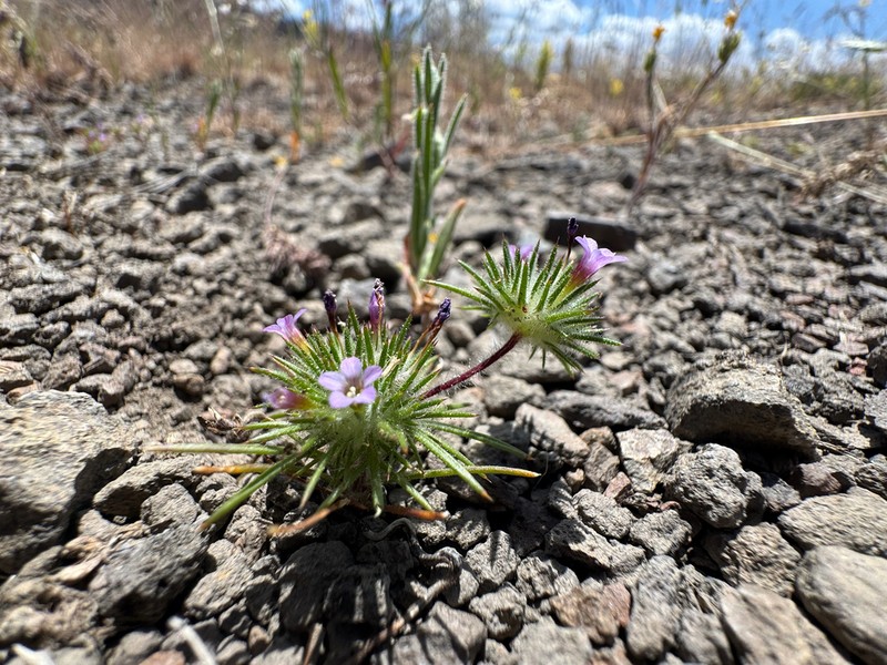 Navarretia modocensis photo 2