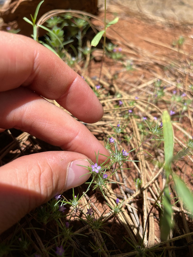 Navarretia modocensis photo 3