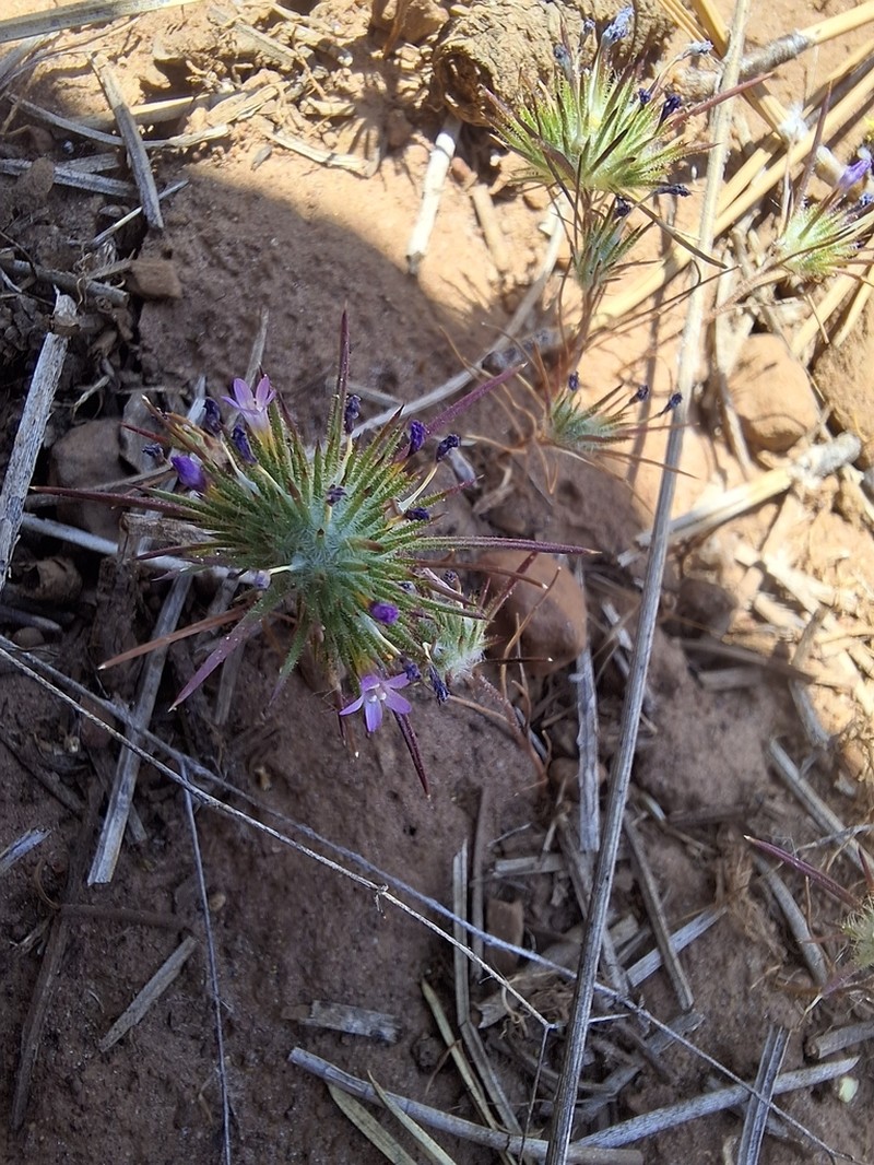Navarretia modocensis photo 4