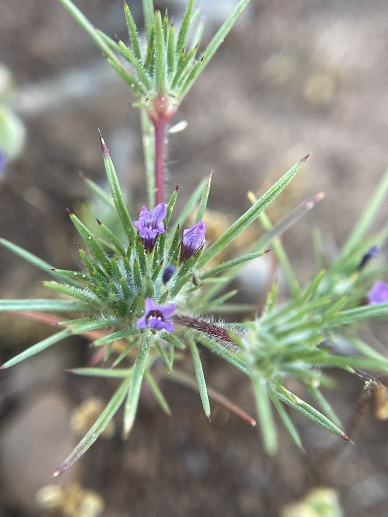 Navarretia modocensis photo 5