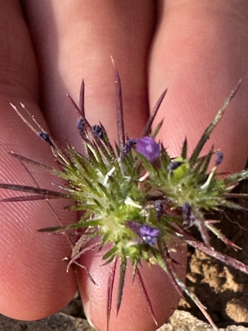 Navarretia modocensis photo 6