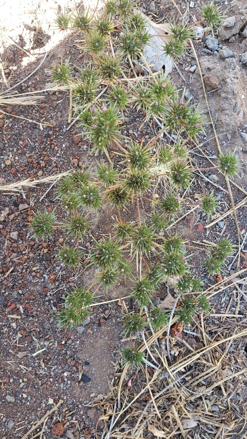 Navarretia modocensis photo 7