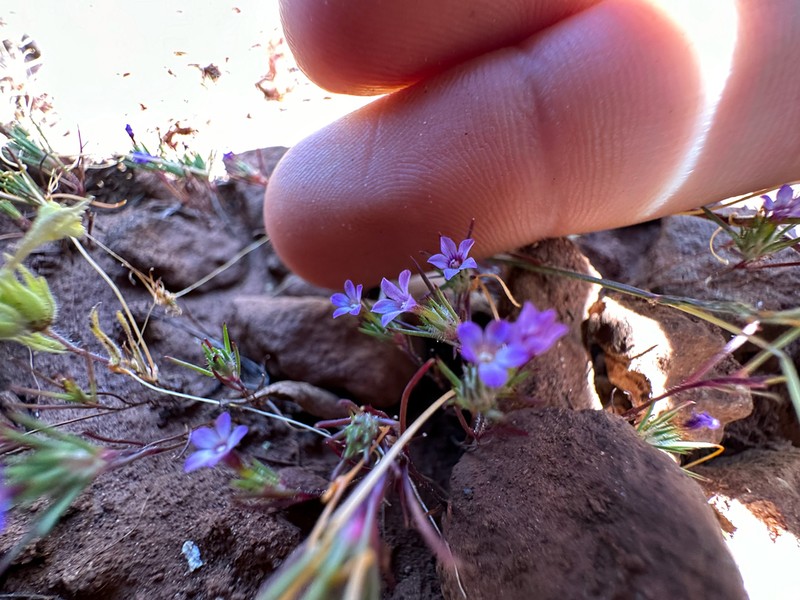Navarretia modocensis photo 8