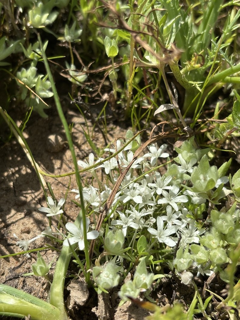 Myers' Pincushionplant photo 3
