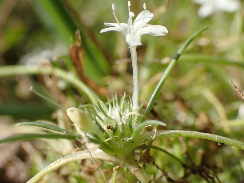 Myers' Pincushionplant photo 6