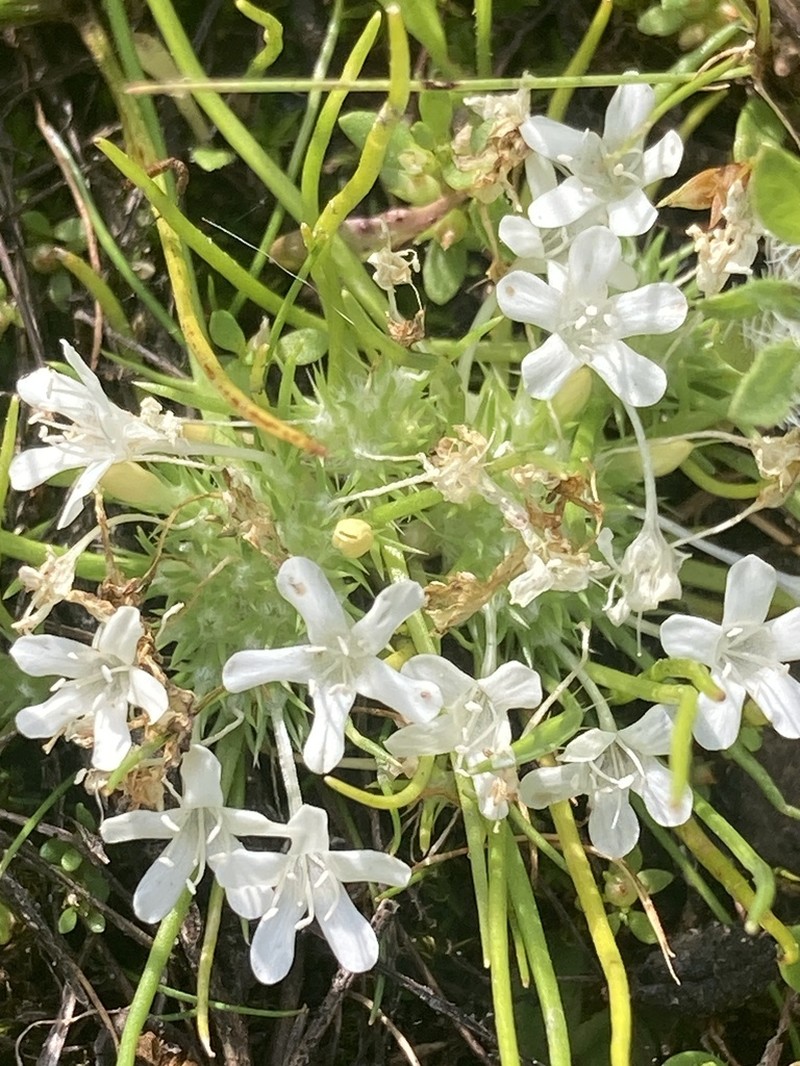Myers' Pincushionplant photo 7