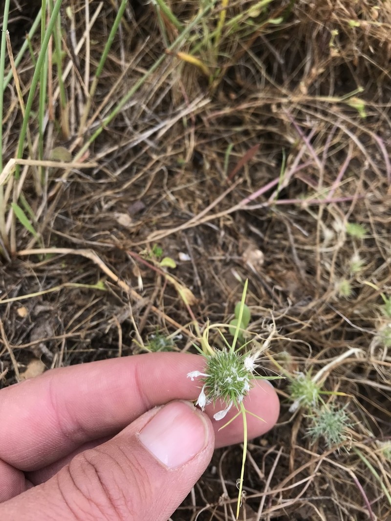 Myers' Pincushionplant photo 8