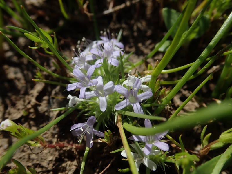 Navarretia myersii subsp. deminuta