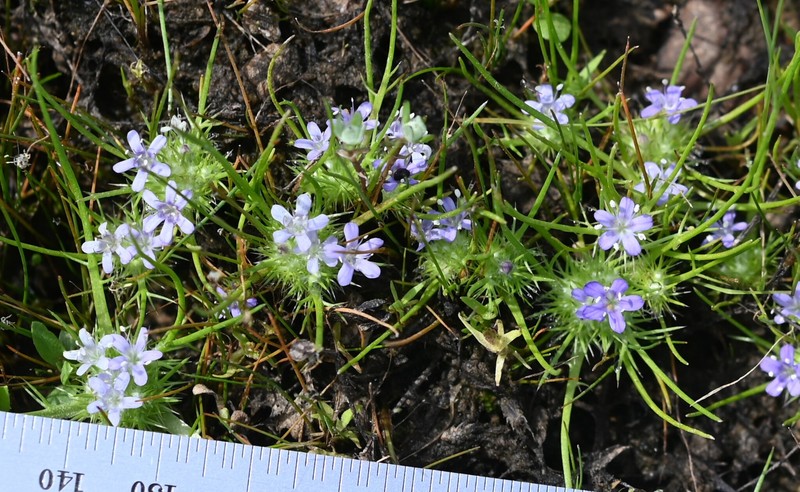 Navarretia myersii subsp. deminuta photo 2