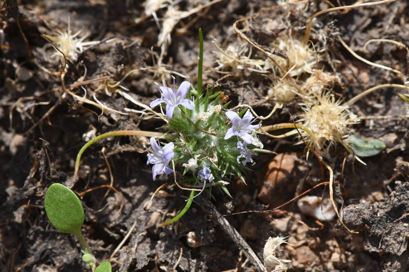Navarretia myersii subsp. deminuta photo 3