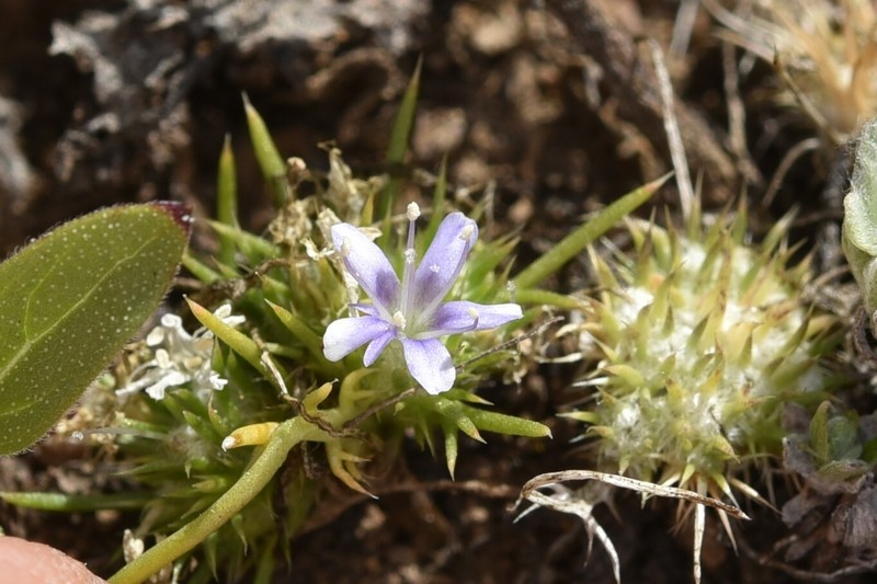 Navarretia myersii subsp. deminuta photo 4