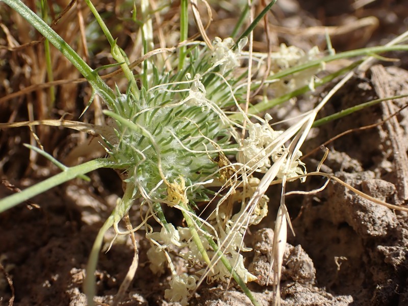 Navarretia myersii subsp. myersii