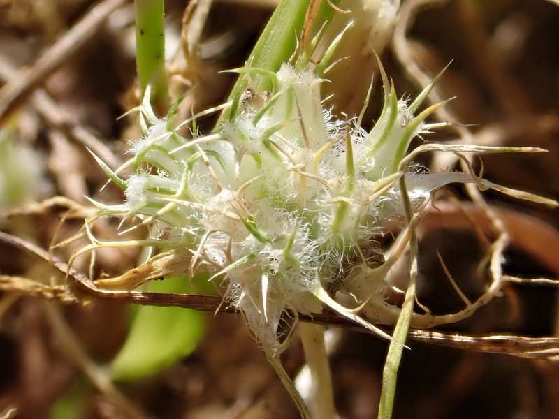Navarretia myersii subsp. myersii photo 2