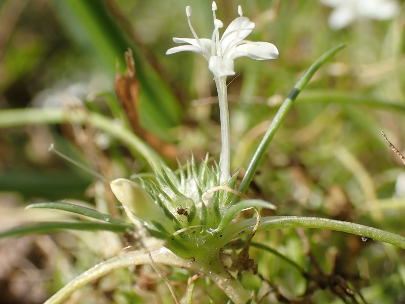 Navarretia myersii subsp. myersii photo 3