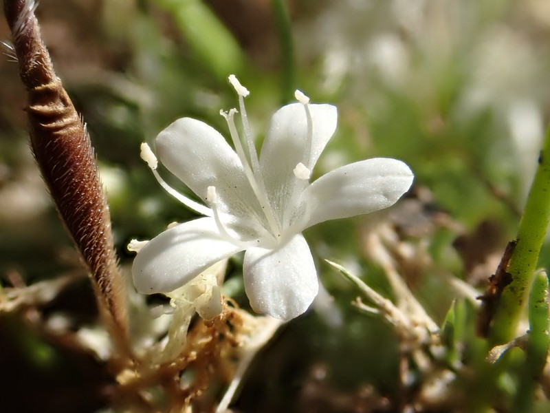 Navarretia myersii subsp. myersii photo 4