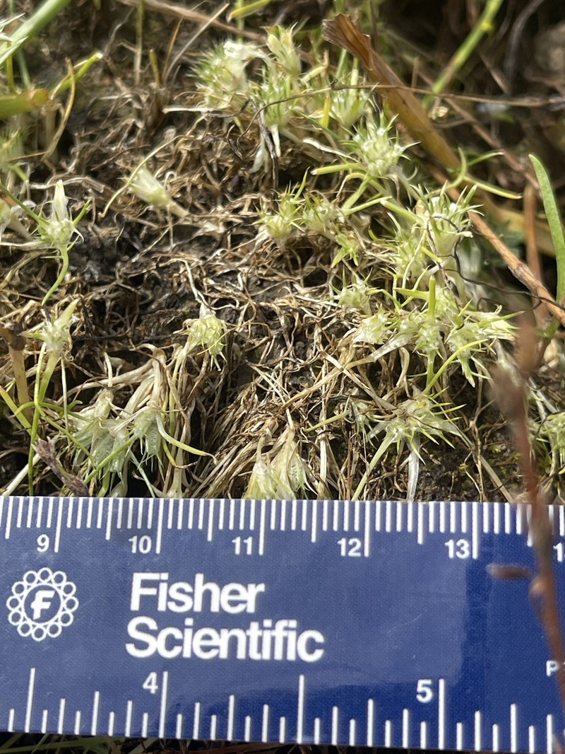 Navarretia myersii subsp. myersii photo 6