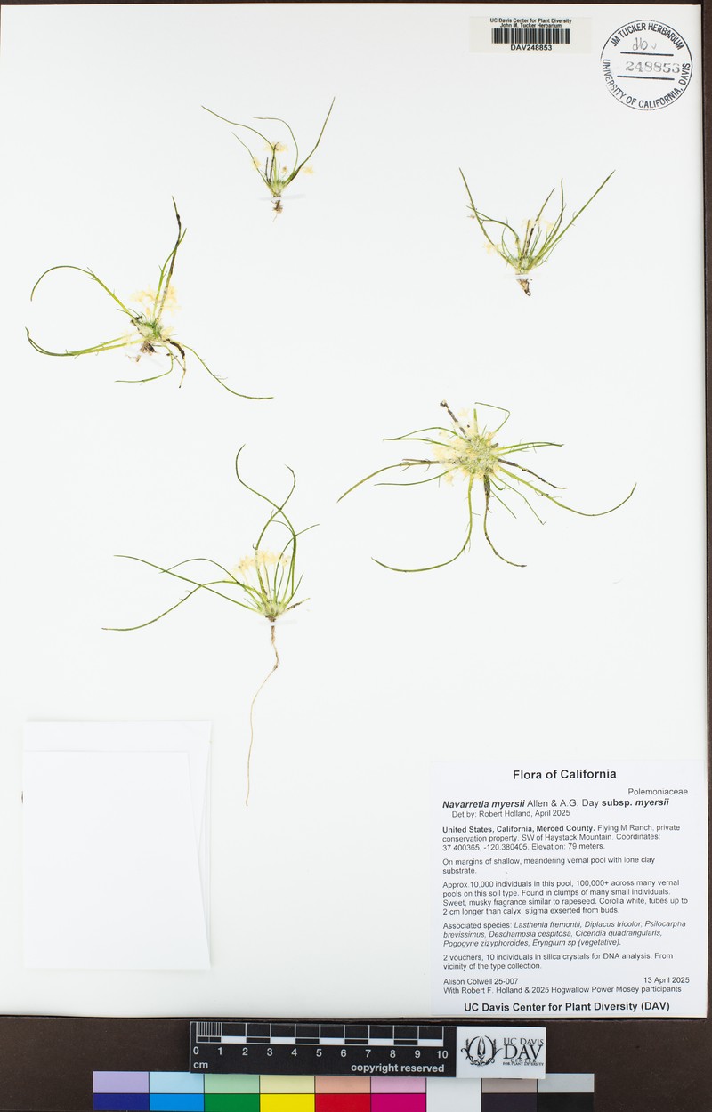 Navarretia myersii subsp. myersii photo 8