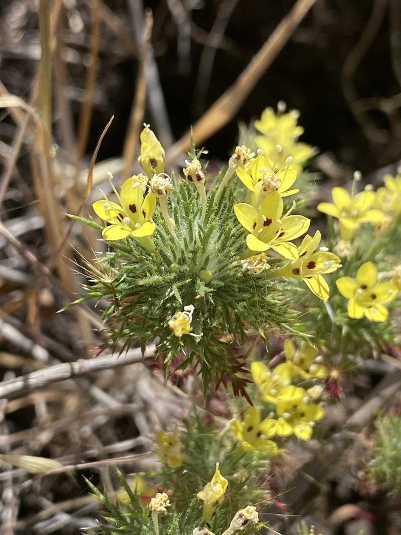 Adobe Navarretia photo 2